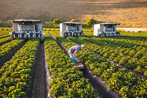 Agriculture and Agro Industry
